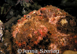 Frog Fish Night Dive Ulua Beach, Maui HI by Jenna Szerlag 